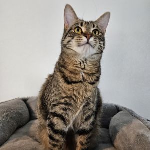 Carina, Young Female Domestic Short Hair