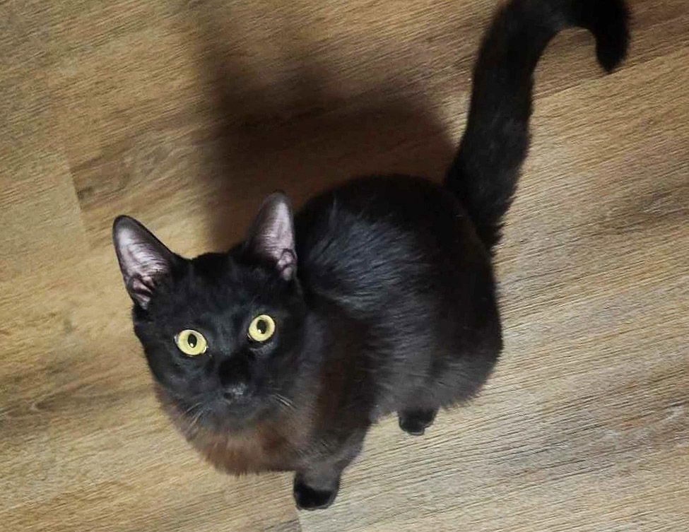 Beau