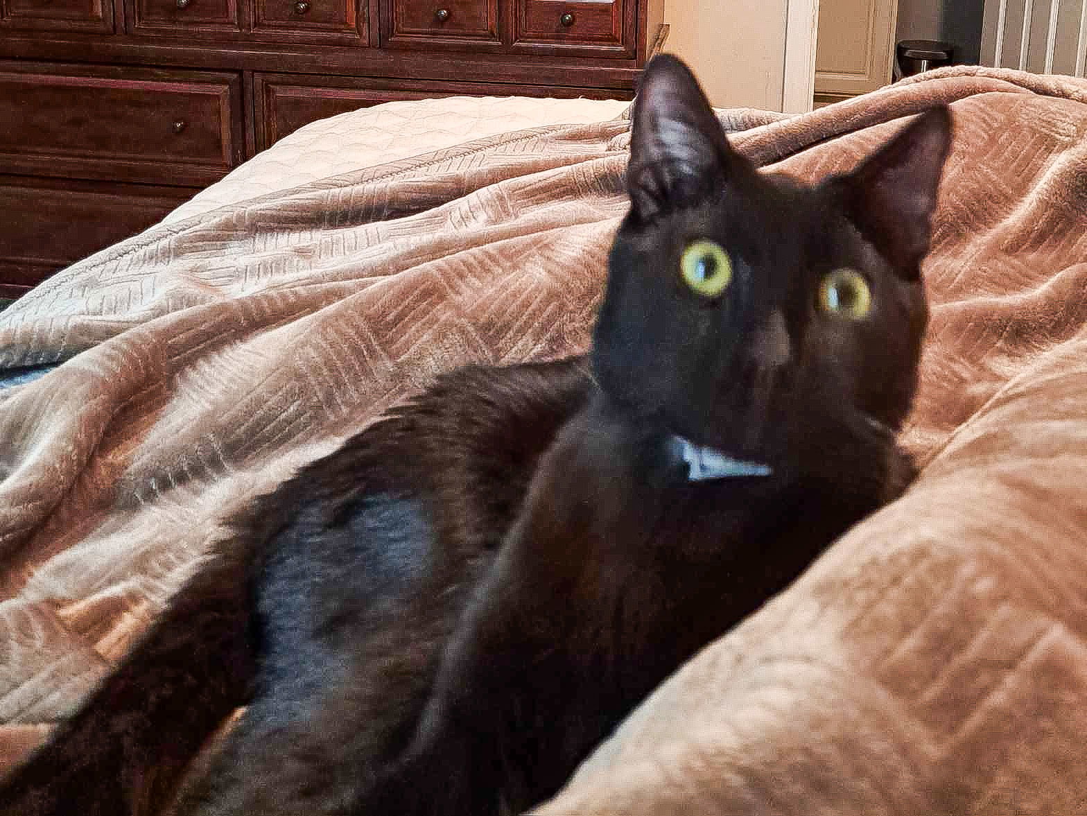 Beau