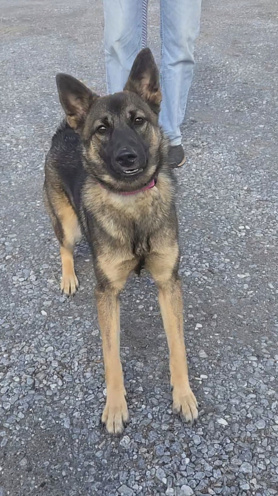 Wyndy: At shelter, av 2/18, an adoptable Norwegian Elkhound, Spitz in Rustburg, VA, 24588 | Photo Image 1