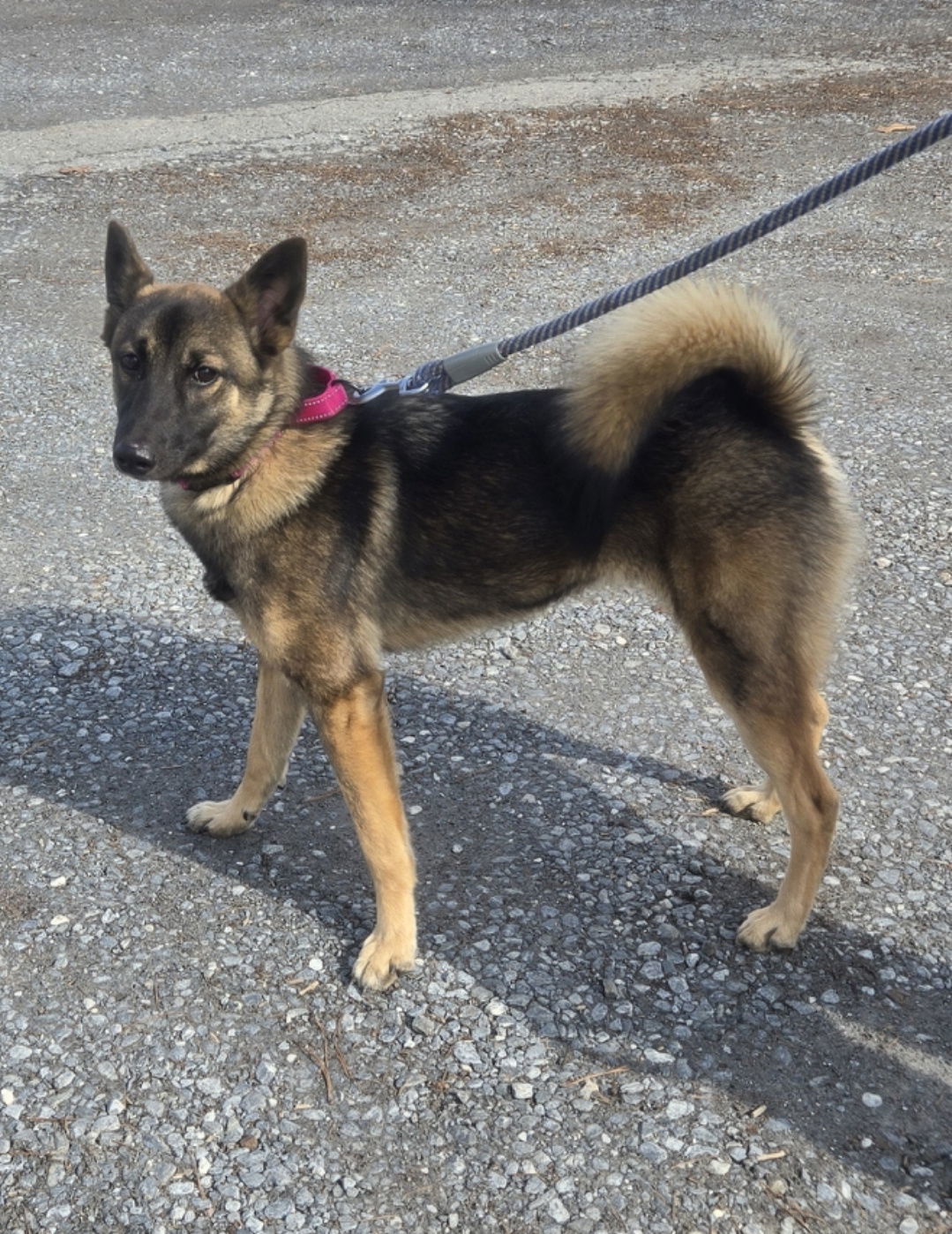 Wyndy: At shelter, av 2/18, an adoptable Norwegian Elkhound, Spitz in Rustburg, VA, 24588 | Photo Image 2