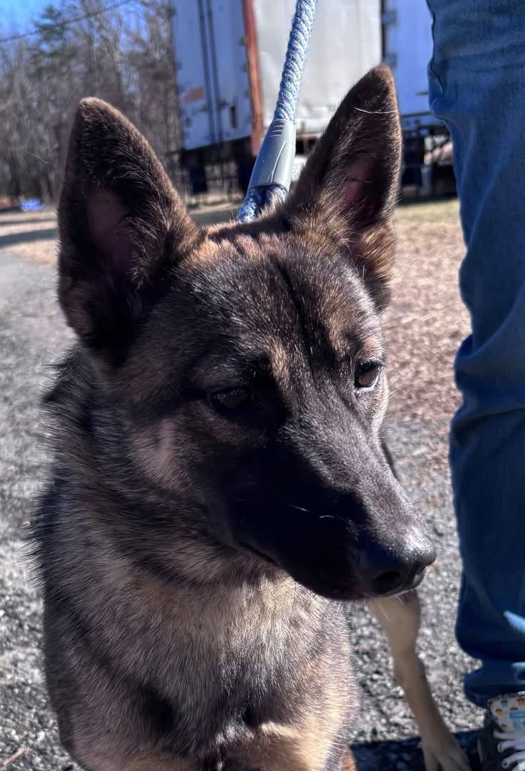 Wyndy: At shelter, av 2/18, an adoptable Norwegian Elkhound, Spitz in Rustburg, VA, 24588 | Photo Image 3