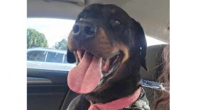 Maya is a 4-year-old Rottweiler with a heart as big as her paws Despite the hardships shes faced 