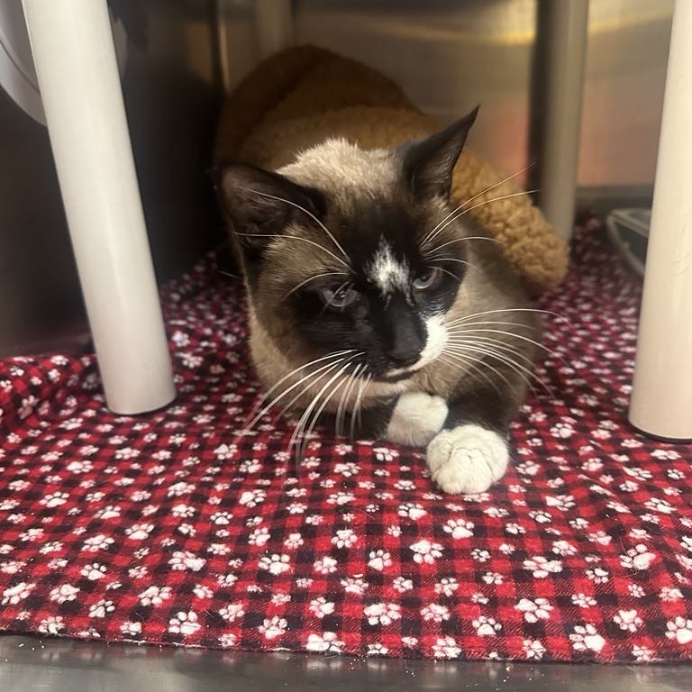 Laney, an adoptable Snowshoe in Pasadena , MD, 21122 | Photo Image 1