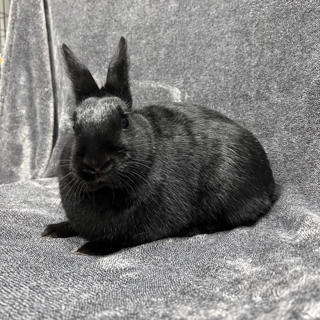 Juniper