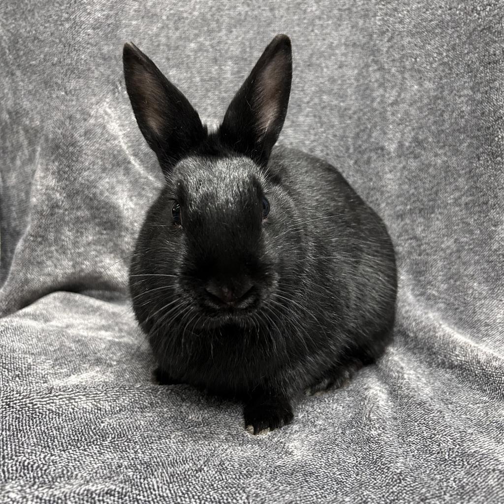 Juniper