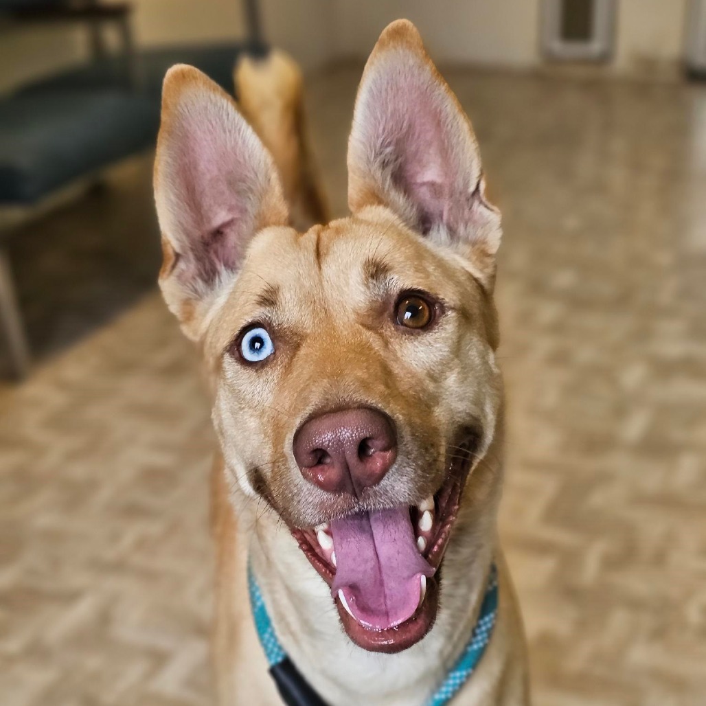 Liberty, an adoptable Husky in Mount Shasta, CA, 96067 | Photo Image 2