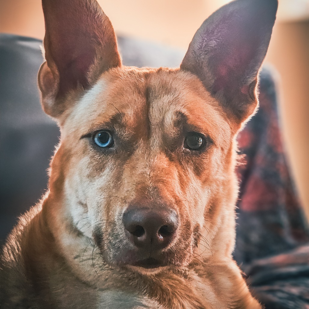 Liberty, an adoptable Husky in Mount Shasta, CA, 96067 | Photo Image 3