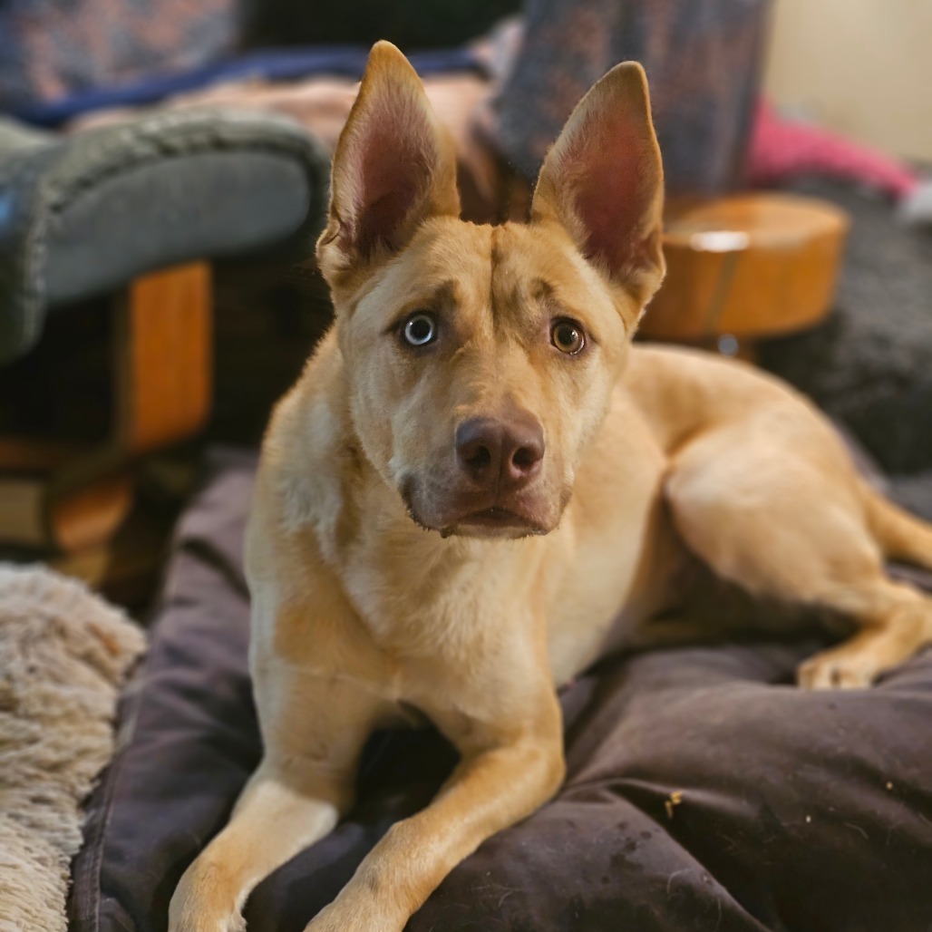 Liberty, an adoptable Husky in Mount Shasta, CA, 96067 | Photo Image 4