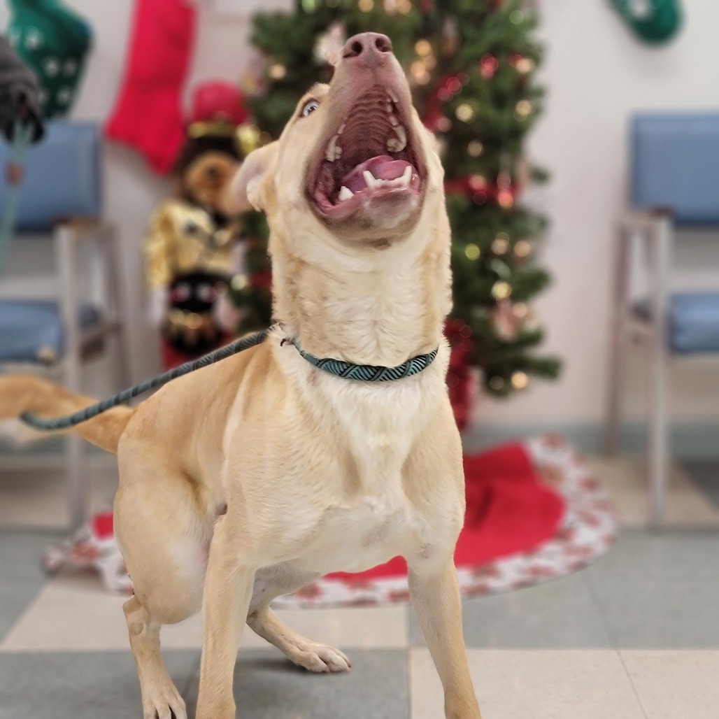 Liberty, an adoptable Husky in Mount Shasta, CA, 96067 | Photo Image 5