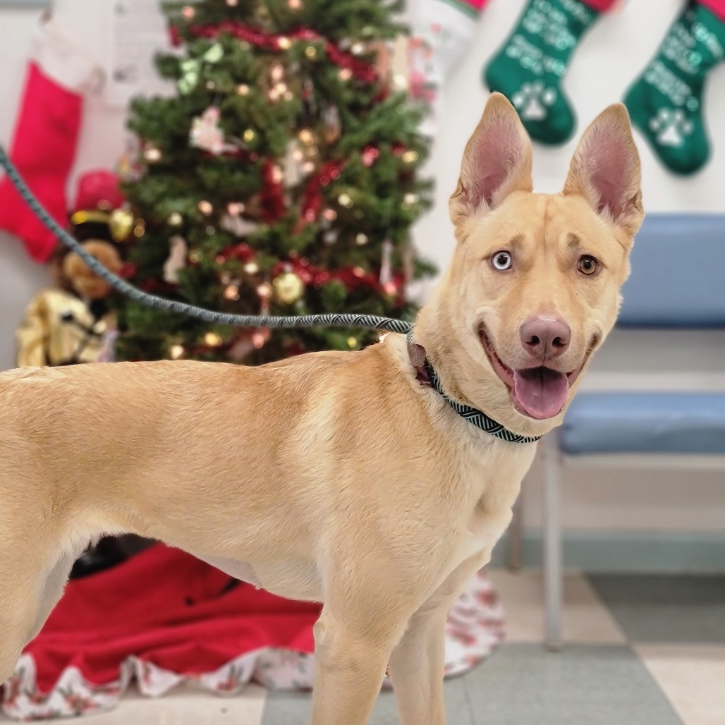 Liberty, an adoptable Husky in Mount Shasta, CA, 96067 | Photo Image 6