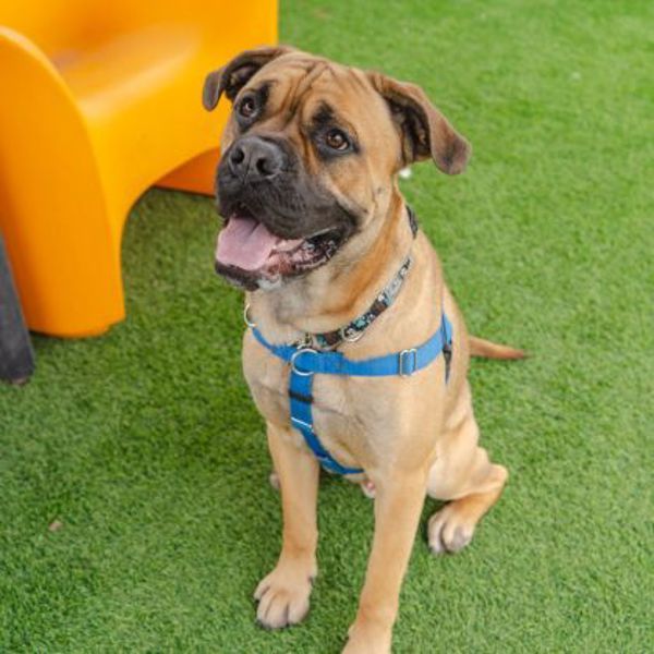 Stuart, an adoptable Bullmastiff in Oakville, ON, L6J 7S8 | Photo Image 1