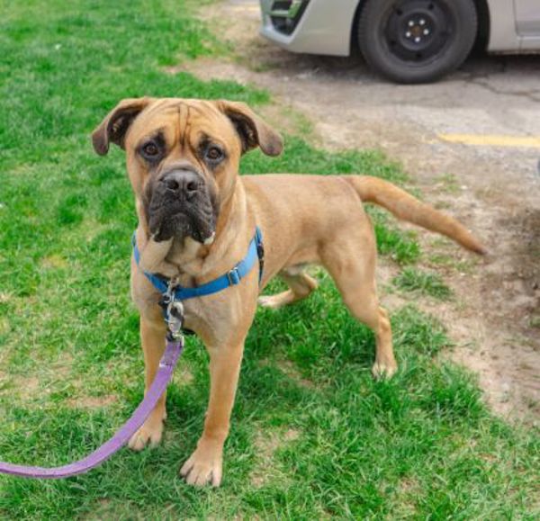 Stuart, an adoptable Bullmastiff in Oakville, ON, L6J 7S8 | Photo Image 2