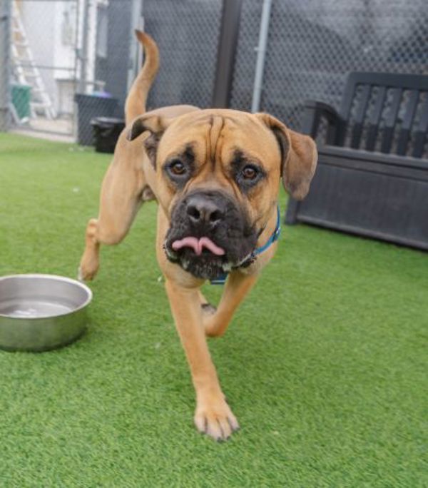 Stuart, an adoptable Bullmastiff in Oakville, ON, L6J 7S8 | Photo Image 3