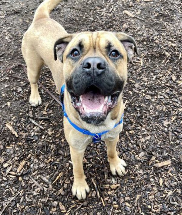 Stuart, an adoptable Bullmastiff in Oakville, ON, L6J 7S8 | Photo Image 4