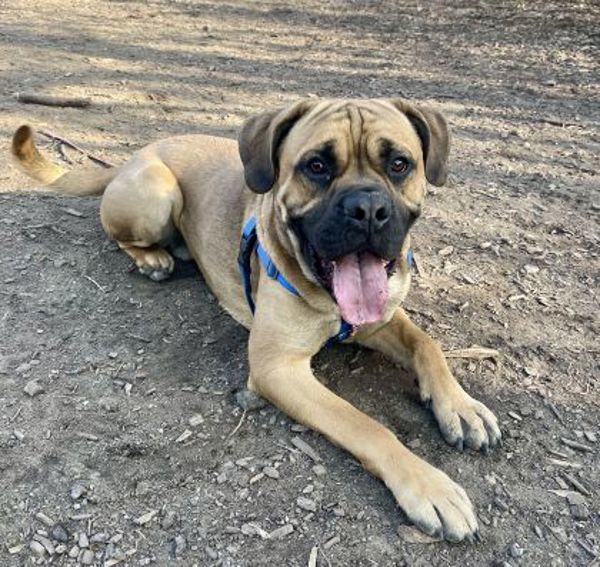 Stuart, an adoptable Bullmastiff in Oakville, ON, L6J 7S8 | Photo Image 5