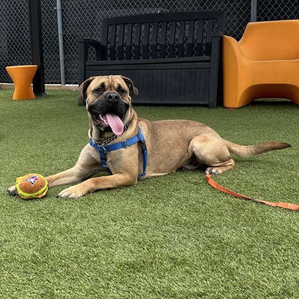 Stuart, an adoptable Bullmastiff in Oakville, ON, L6J 7S8 | Photo Image 6