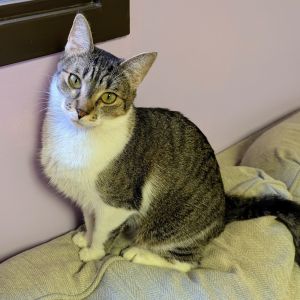 Pearl, Adult Female unknown