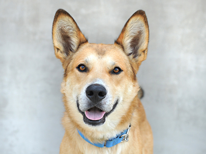 Bo, an adoptable Mixed Breed in Longmont, CO, 80501 | Photo Image 1