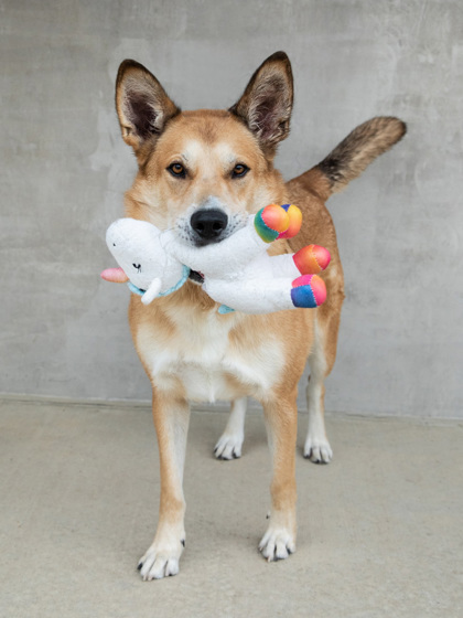 Bo, an adoptable Mixed Breed in Longmont, CO, 80501 | Photo Image 2