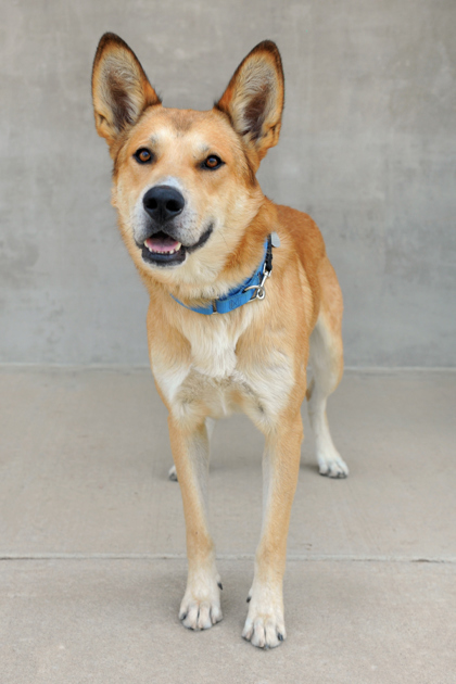 Bo, an adoptable Mixed Breed in Longmont, CO, 80501 | Photo Image 3
