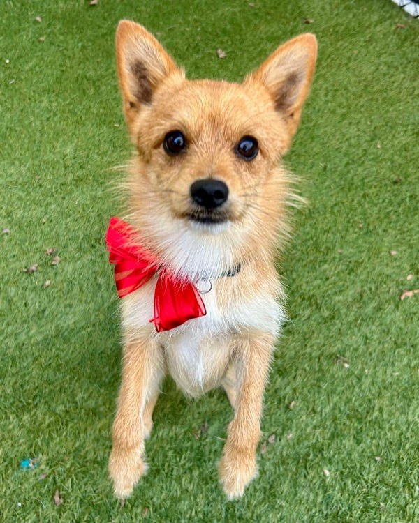 Maverick, an adoptable Spitz, Terrier in Novato, CA, 94949 | Photo Image 1