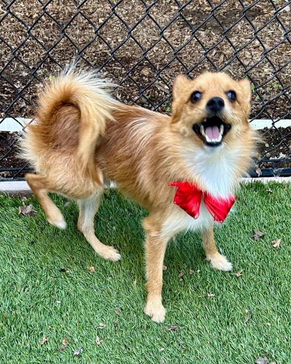 Maverick, an adoptable Spitz, Terrier in Novato, CA, 94949 | Photo Image 2