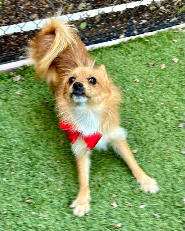 Maverick, an adoptable Spitz, Terrier in Novato, CA, 94949 | Photo Image 3