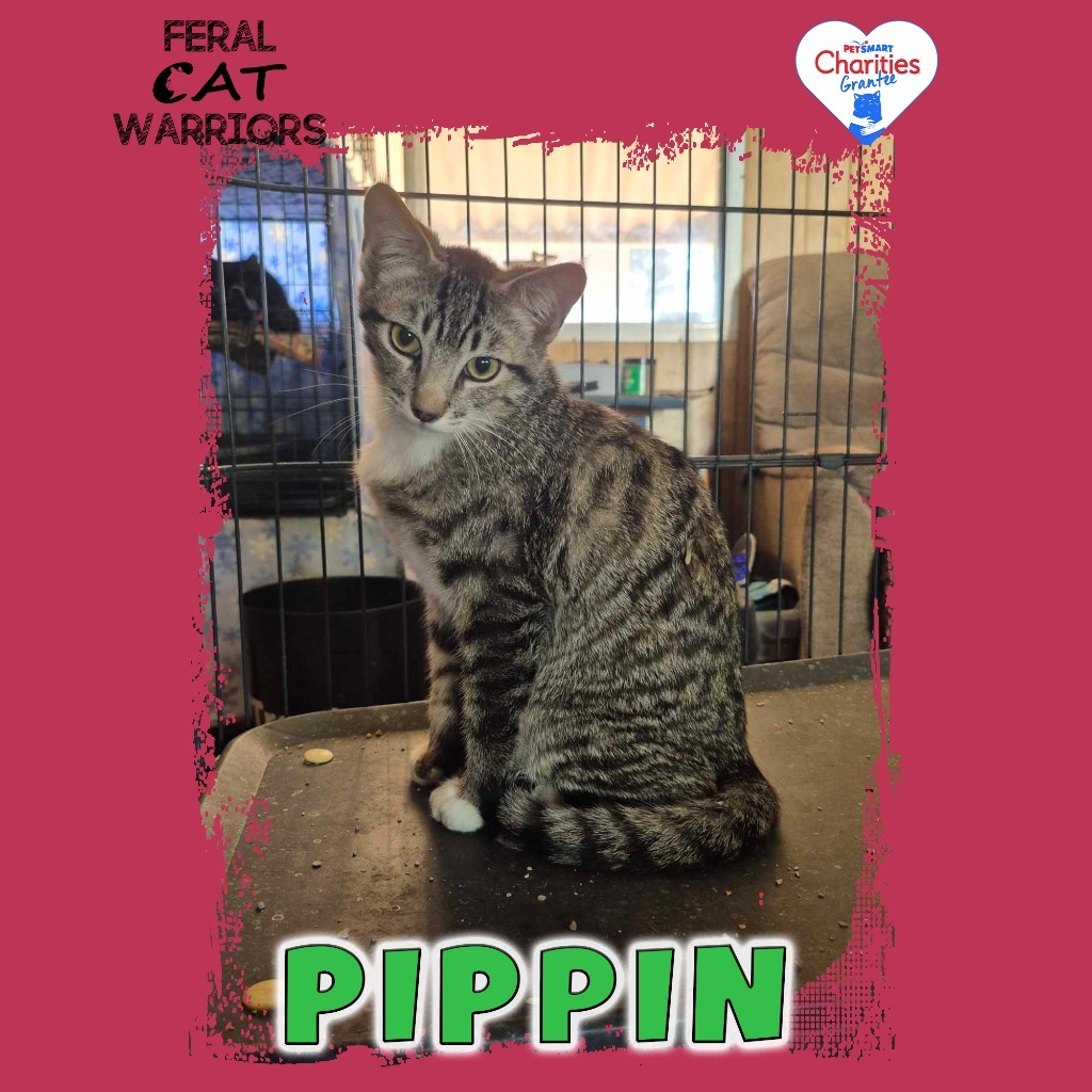 Pippin, an adoptable Domestic Short Hair in Kingman, AZ, 86401 | Photo Image 1
