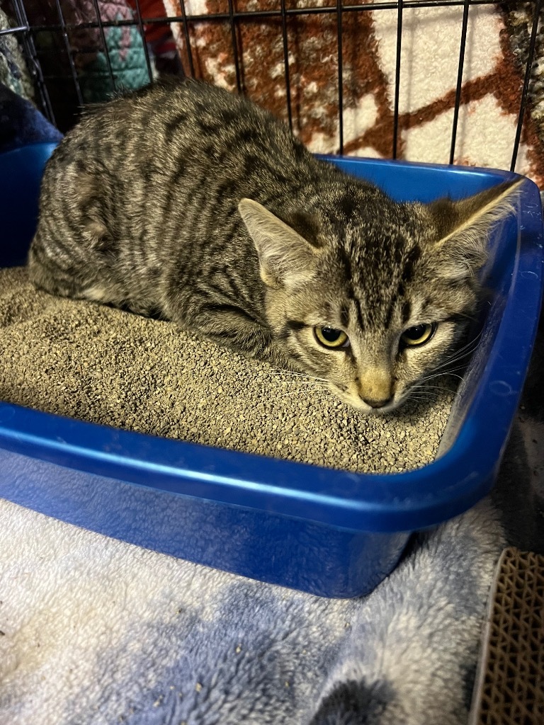 Pippin, an adoptable Domestic Short Hair in Kingman, AZ, 86401 | Photo Image 2