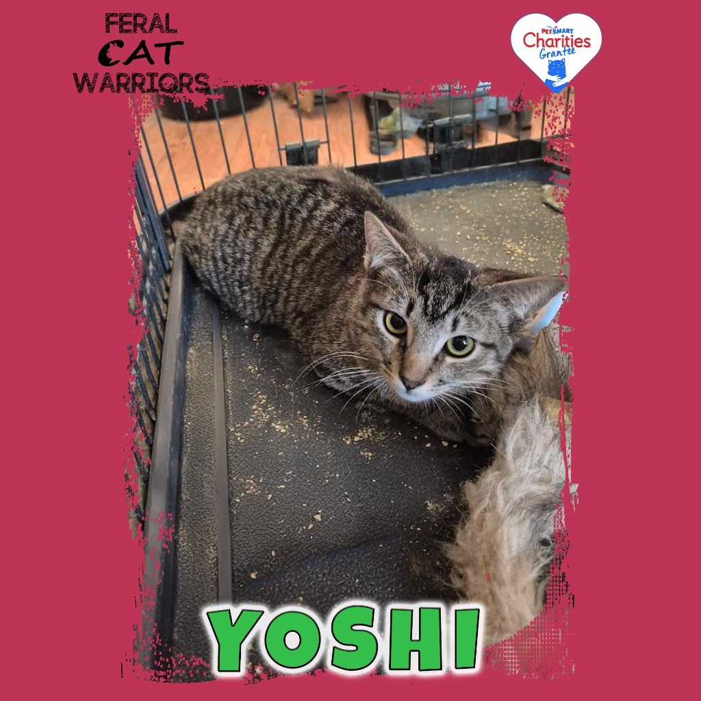 Yoshi, an adoptable Domestic Short Hair in Kingman, AZ, 86401 | Photo Image 1