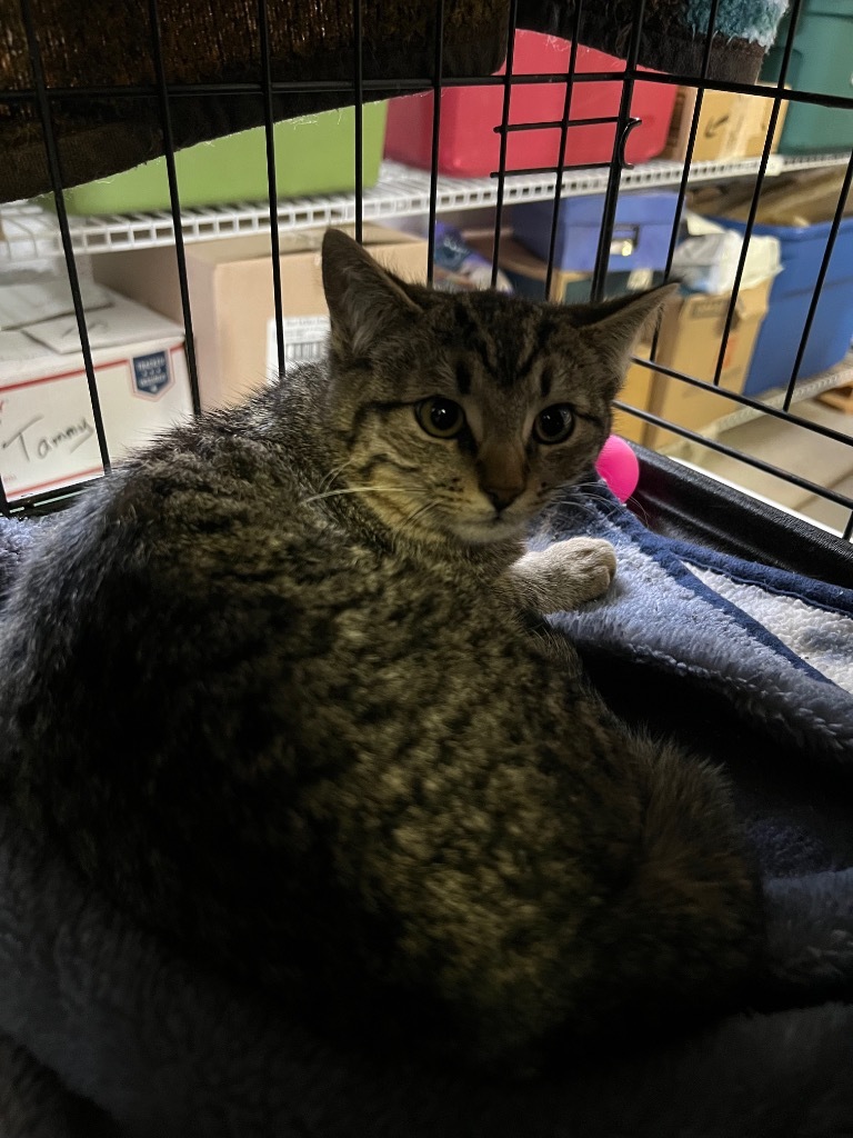 Yoshi, an adoptable Domestic Short Hair in Kingman, AZ, 86401 | Photo Image 2