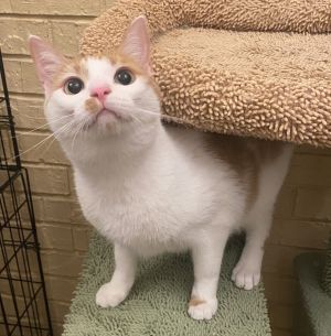 Niles, Young Male Domestic Short Hair