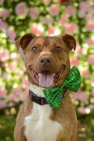 Cheerio would love to say cheerio to shelter life and leave it far behind Everyone that meets him o