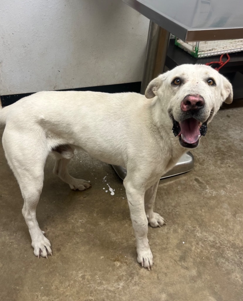 Pretzel, an adoptable Akbash, Labrador Retriever in Lockhart, TX, 78644 | Photo Image 1