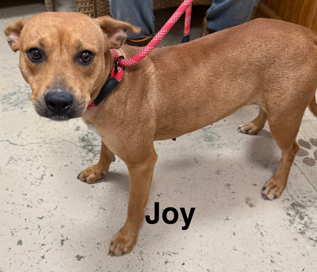 Joy