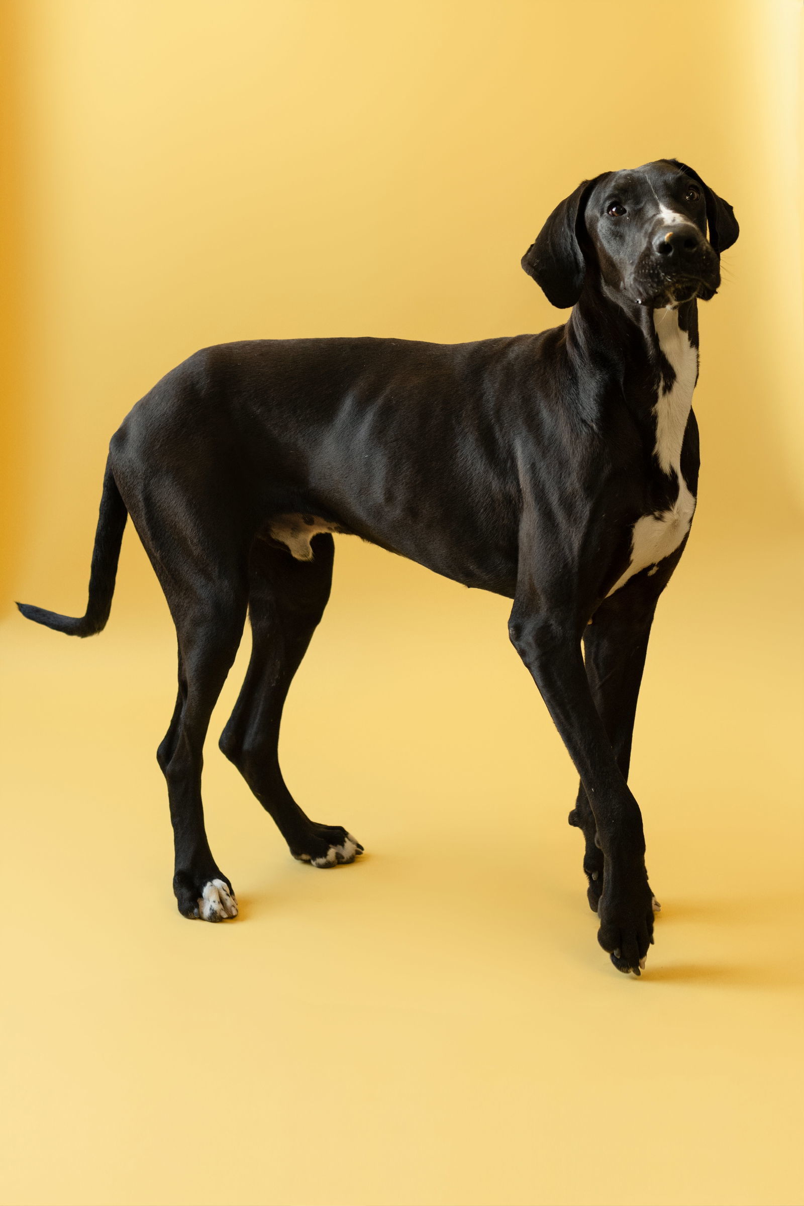 Bean, an adoptable Great Dane in Buffalo, MN, 55313 | Photo Image 1