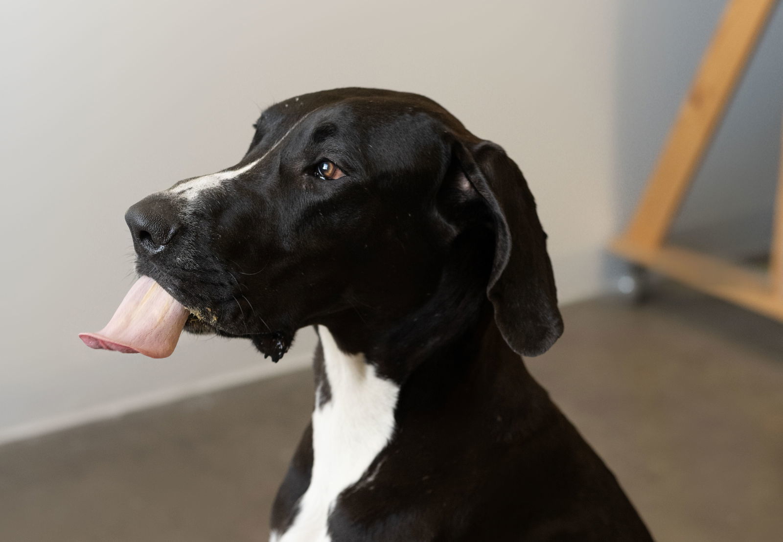 Bean, an adoptable Great Dane in Buffalo, MN, 55313 | Photo Image 2