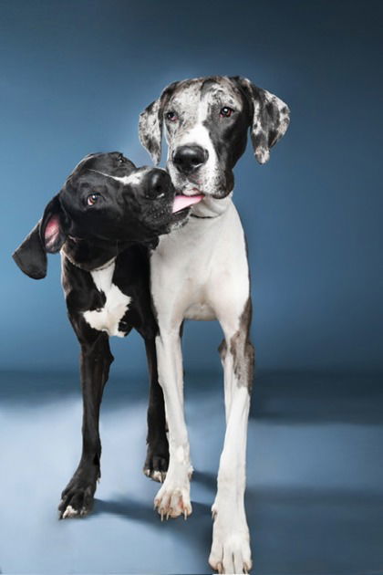 Bean, an adoptable Great Dane in Buffalo, MN, 55313 | Photo Image 3