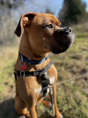 Lucas Boxer Dog