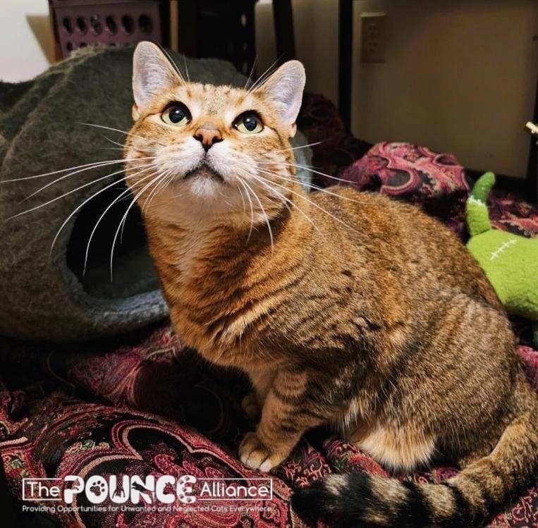 Punkin, an adoptable Domestic Short Hair in Liberty Lake, WA, 99019 | Photo Image 1