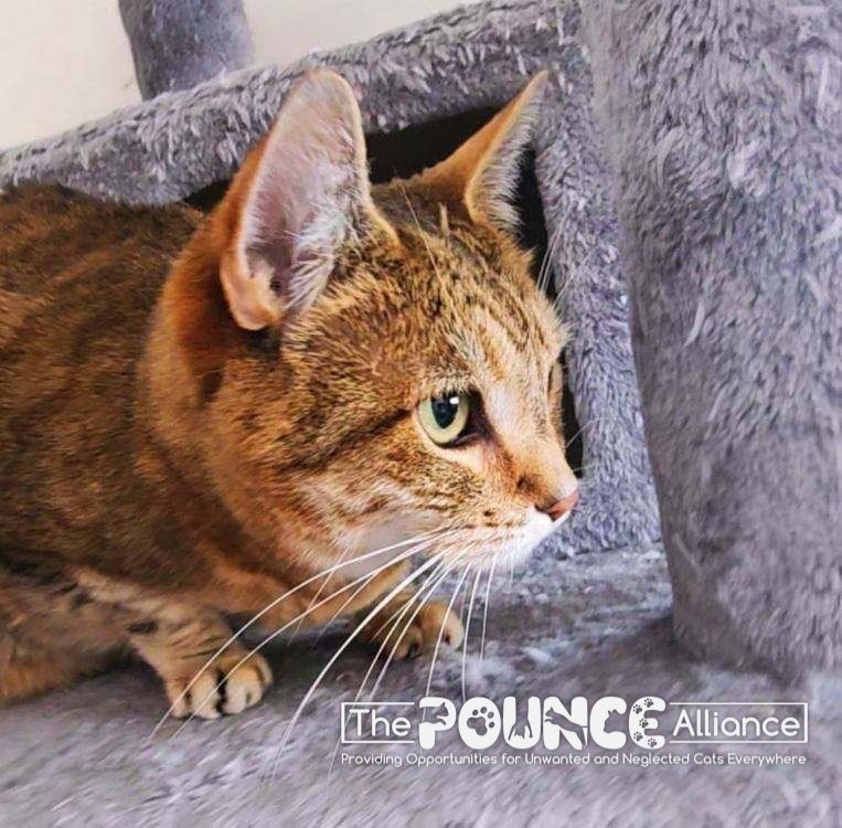 Punkin, an adoptable Domestic Short Hair in Liberty Lake, WA, 99019 | Photo Image 2