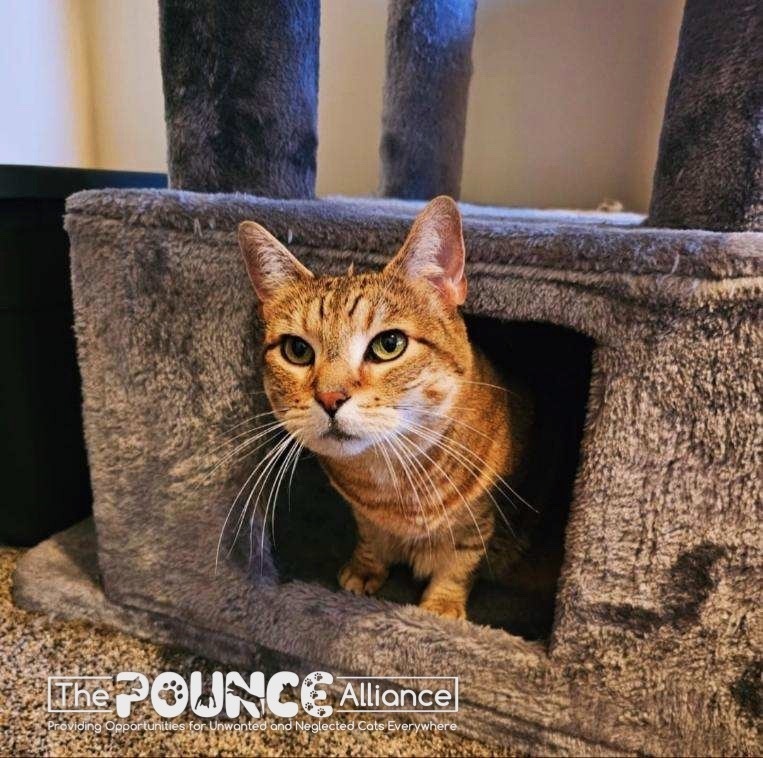Punkin, an adoptable Domestic Short Hair in Liberty Lake, WA, 99019 | Photo Image 3