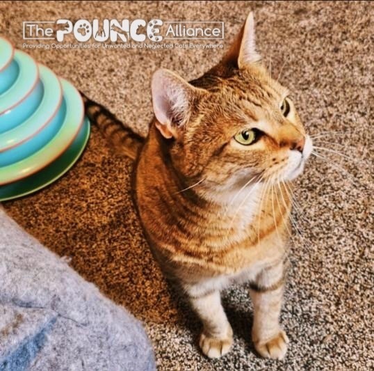 Punkin, an adoptable Domestic Short Hair in Liberty Lake, WA, 99019 | Photo Image 4