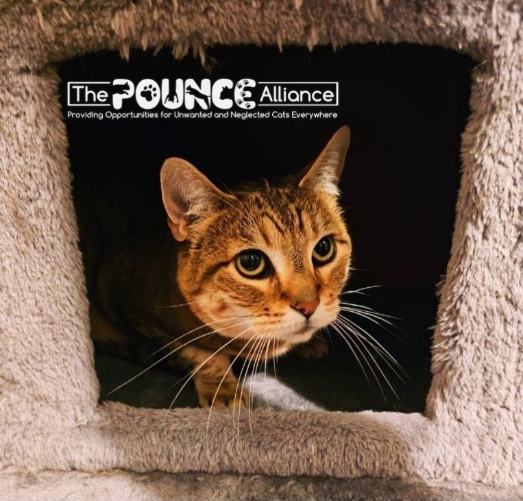 Punkin, an adoptable Domestic Short Hair in Liberty Lake, WA, 99019 | Photo Image 5