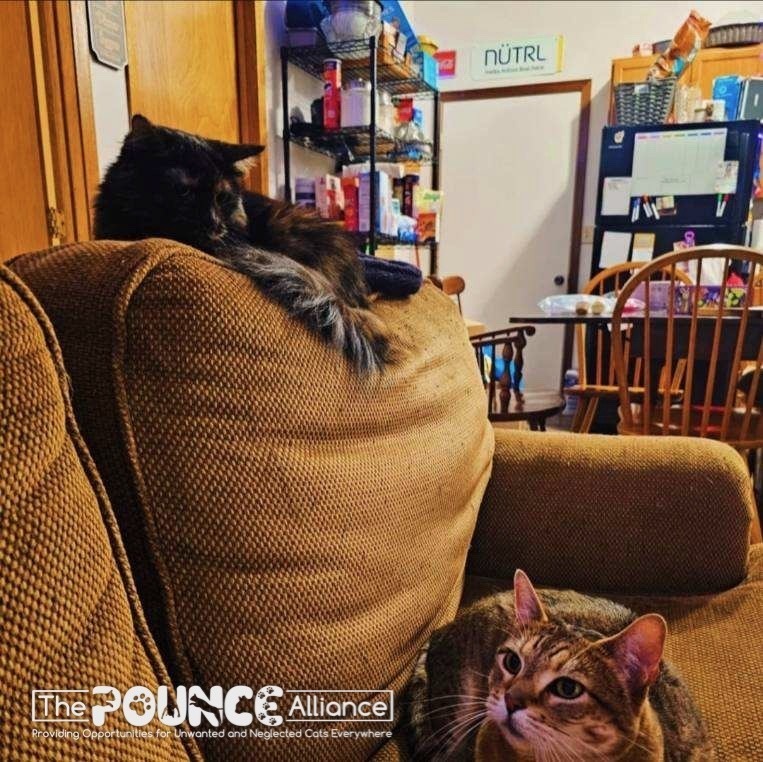 Punkin, an adoptable Domestic Short Hair in Liberty Lake, WA, 99019 | Photo Image 6