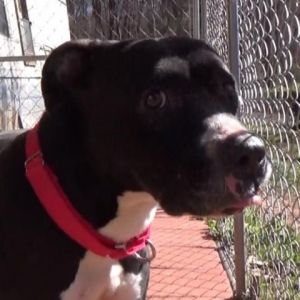 Lickey Mickey, Adult Male American Staffordshire Terrier