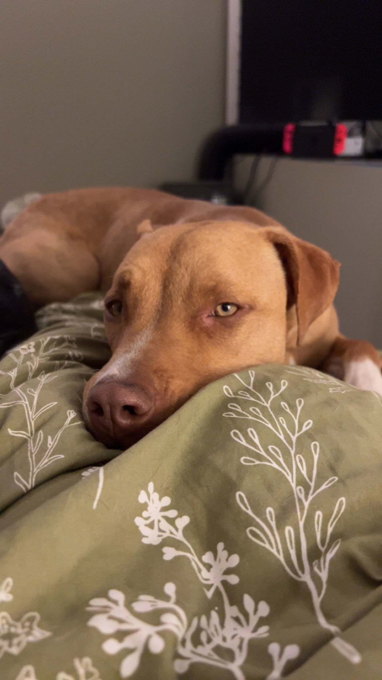 KODA #3