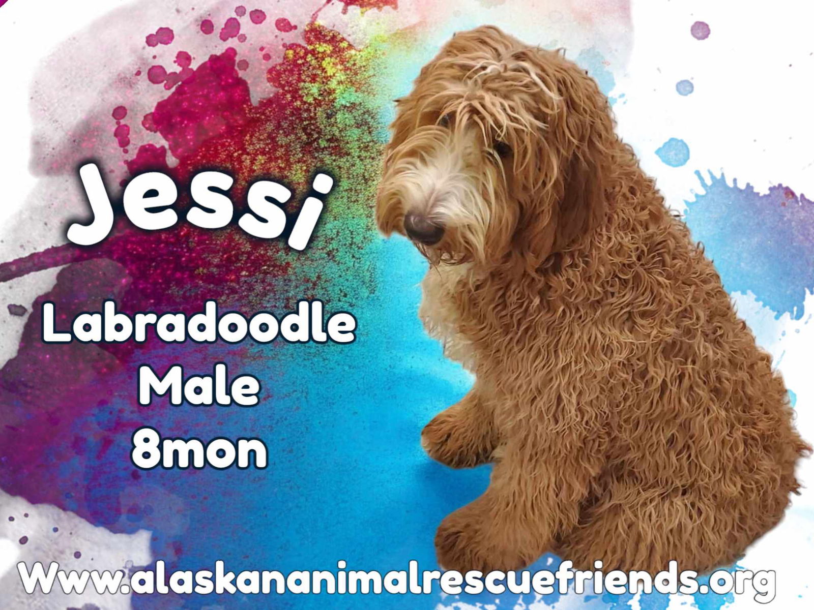 Jessie, an adoptable Labrador Retriever, Standard Poodle in Anchorage, AK, 99503 | Photo Image 1