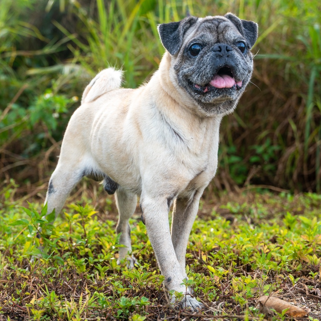 Pugsly, an adoptable Pug in Mangilao, GU, 96923 | Photo Image 1